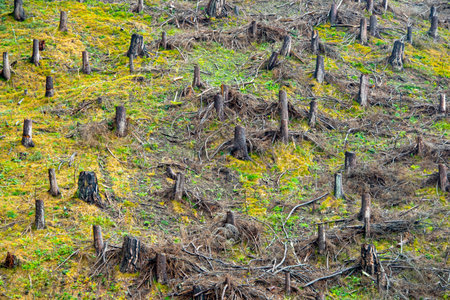 Deforestation in the Austrian Alps