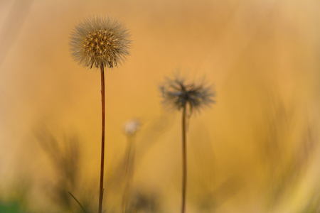 Red Ravine shrouded in fogの写真素材