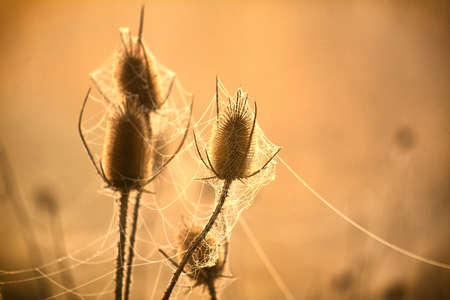 Swirlsの写真素材