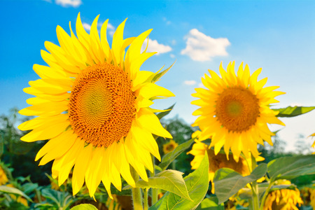 beautiful sunflowersの写真素材