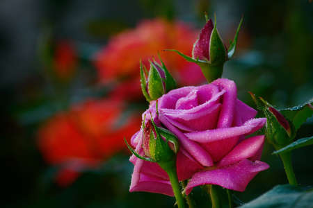 Great colorful rosesの写真素材