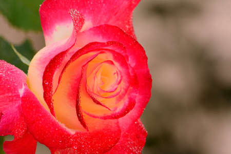 Great colorful rosesの写真素材