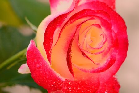 Great colorful rosesの写真素材