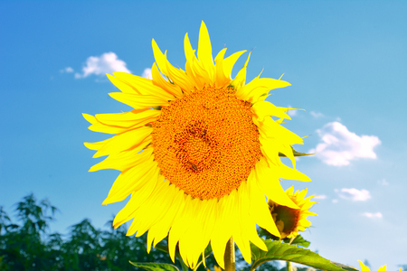 beautiful sunflowersの写真素材