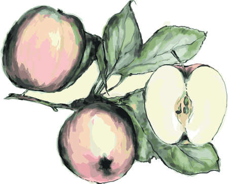 applesのイラスト素材