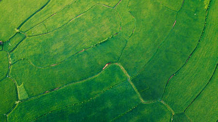 Aerial view of agriculture in rice fields for cultivation. Natural the texture for backgroundの写真素材