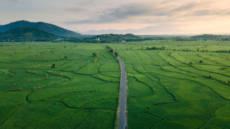 Aerial view of agriculture in rice fields for cultivation. Natural the texture for backgroundの写真素材