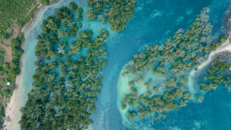 Aerial view of Mangrove forest, Mandalika surrounding area seascape aerial viewの写真素材