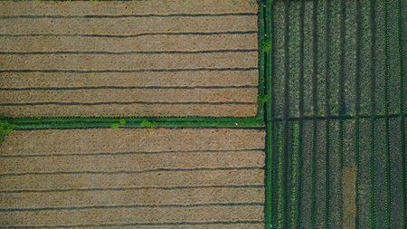 Aerial view of rice fields in northern Thailand. Aerial view of rice fields.