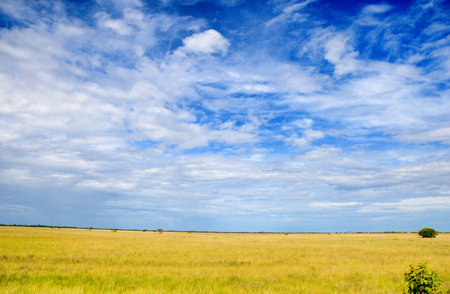 landscape in yellow and blue