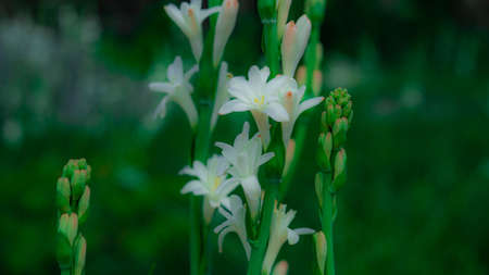 White hyacinth flowers in the garden. Selective focus.の写真素材