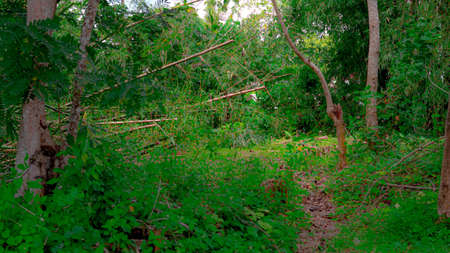A wide shot of a path in the forest surrounded by greeneryの写真素材
