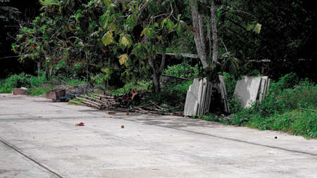 Old concrete road in the jungle with green trees.の写真素材