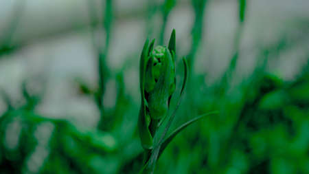 Close-up of a green bud of a daffodil.の写真素材
