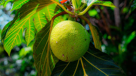 Close up view of a green fruit on a tree in the gardenの写真素材
