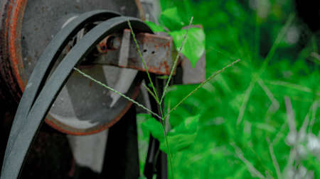 A closeup shot of a green plant growing on a rusty machineの写真素材