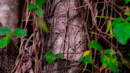 Close-up of a tree trunk covered with green leaves. Natural background.の写真素材