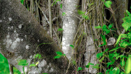 Close-up of the trunk of a palm tree in the jungleの写真素材