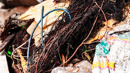 Close-up of the roots of a tree in the trash.の写真素材
