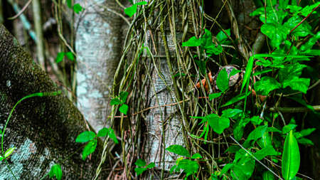 Close up of a tree trunk covered with green leaves. Nature backgroundの写真素材