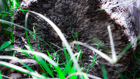 Close-up of a tree stump with green grass in the backgroundの写真素材