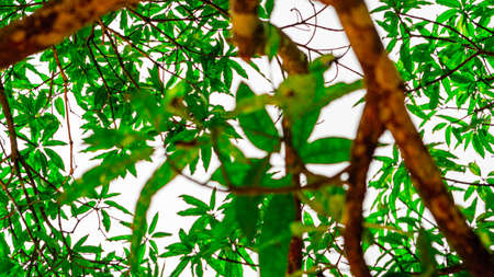 Green leaves on the branches of trees in the forest. Selective focus.の写真素材