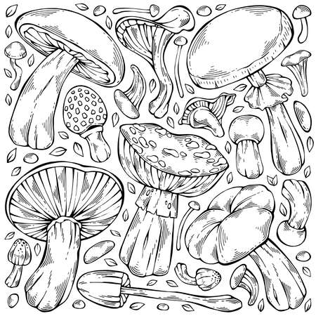 Hand-drawn black and white forest wild collection of assorted edible mushrooms and autumn leaves. Can be used for menu design, label, icon, recipe, packaging, web. Botanical vector setのイラスト素材