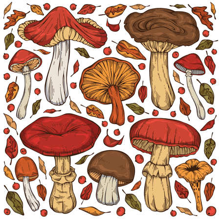 Hand-drawn colorful forest wild collection of assorted edible mushrooms, leaves and berries. Can be used for menu design, label, icon, recipe, packaging, web. Botanical vector setのイラスト素材
