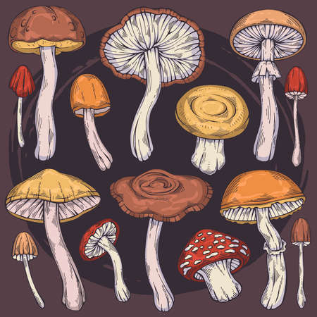 Hand-drawn colorful forest wild collection of assorted edible mushrooms. Can be used for menu design, label, icon, recipe, packaging, web. Botanical vector setの素材 [FY310167202642]