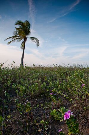 Lonely tree の写真素材