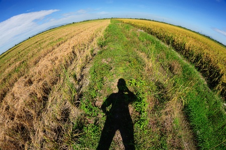 paddy fieldの写真素材