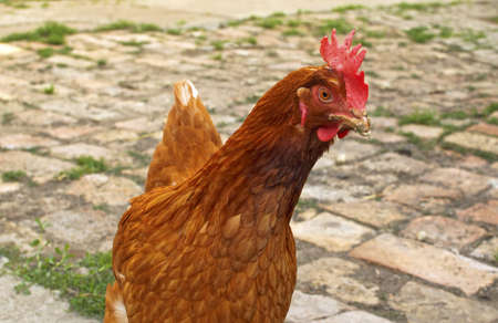 Head of domestic brown hen, animal in natural surrounding.の写真素材