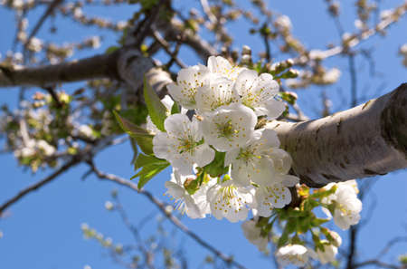 Close up of Cherry Blossom flower in Spring orchardの写真素材