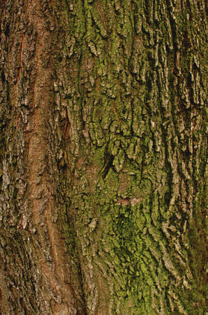 Tree Bark Textureの写真素材