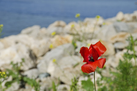 Wind ridden Red Poppy Flower on the bank of the riverの写真素材