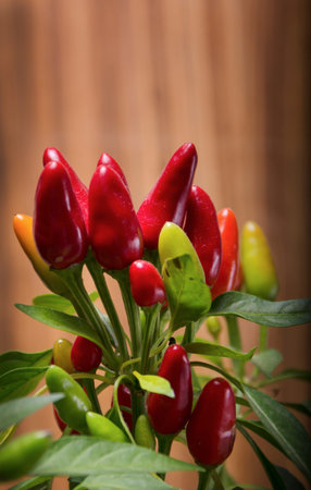 Red hot chilli pepperの写真素材