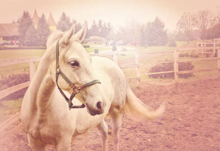 White horse.の写真素材