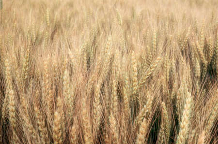 Barley field background. Soft focus.の写真素材