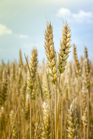 Golden ears of wheat on the field