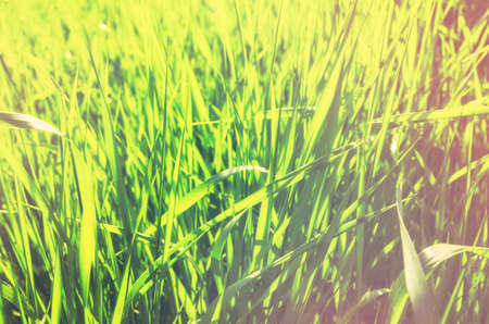 Grass backgroundの写真素材