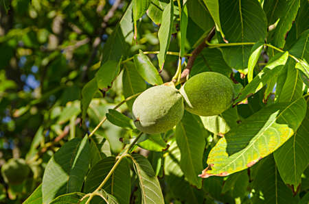 Green walnut growing on a tree close upの写真素材