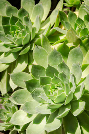 Houseleek, Sempervivum tectorum. Green floral background.の写真素材