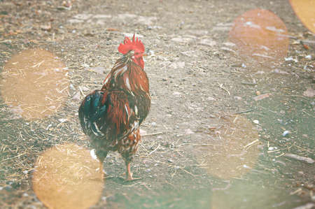 Beautiful male rooster roam freely around the farm. 2017 Chinese New Year of the Cock / Rooster. Symbol of year. Rustic rural picture.の写真素材
