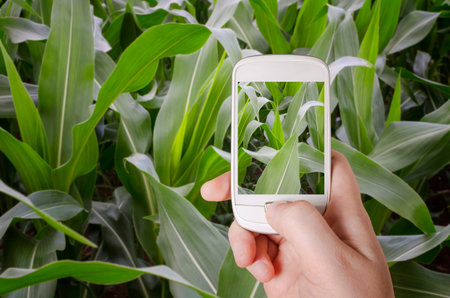 Agronomist taking photography of green corn field and examining crops. Agribusiness concept.の写真素材