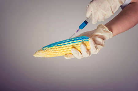 Corn in genetic engineering laboratory, gmo food concept.の写真素材