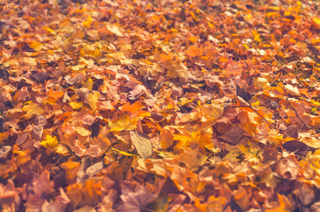 Blurry vintage colorful sunny leaves background