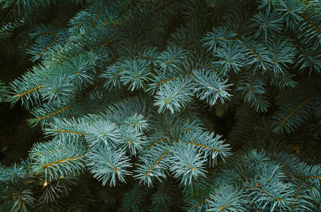 Close up of a pine tree branch with warm green and yellow tonesの写真素材
