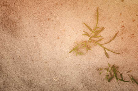 Sand texture. Sandy beach for background. Top view.の写真素材