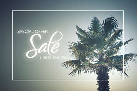 Summer sale background with palm treeの写真素材