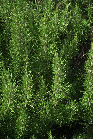 Rosemary growing in a gardenの写真素材